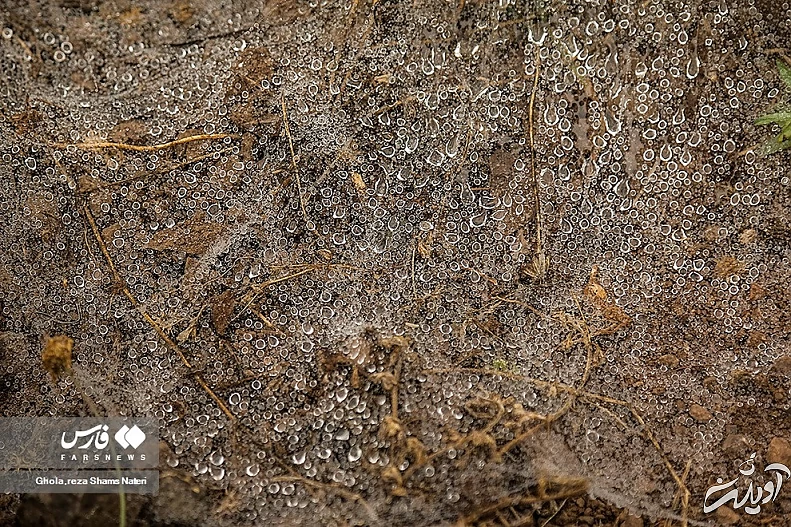 (تصاویر) همنشینی قطرات شبنم با تارهای عنکبوت